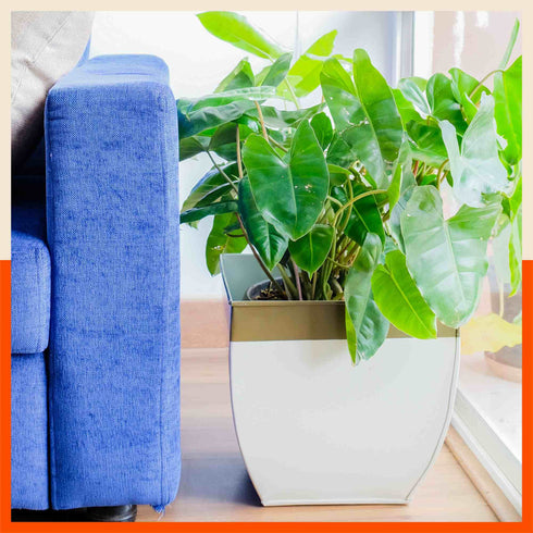 MYLA Metal Square Planters / Pots for Home / Garden / Balcony | Large– Blue & White - Set of 5